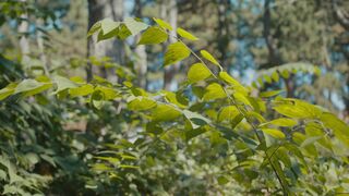 ASMR Nature Massage Experience | Forest Sounds and Deep Relaxation