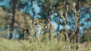 ASMR Shoulder Sleep Therapy | Nature Sounds and Reiki Relaxation Triggers